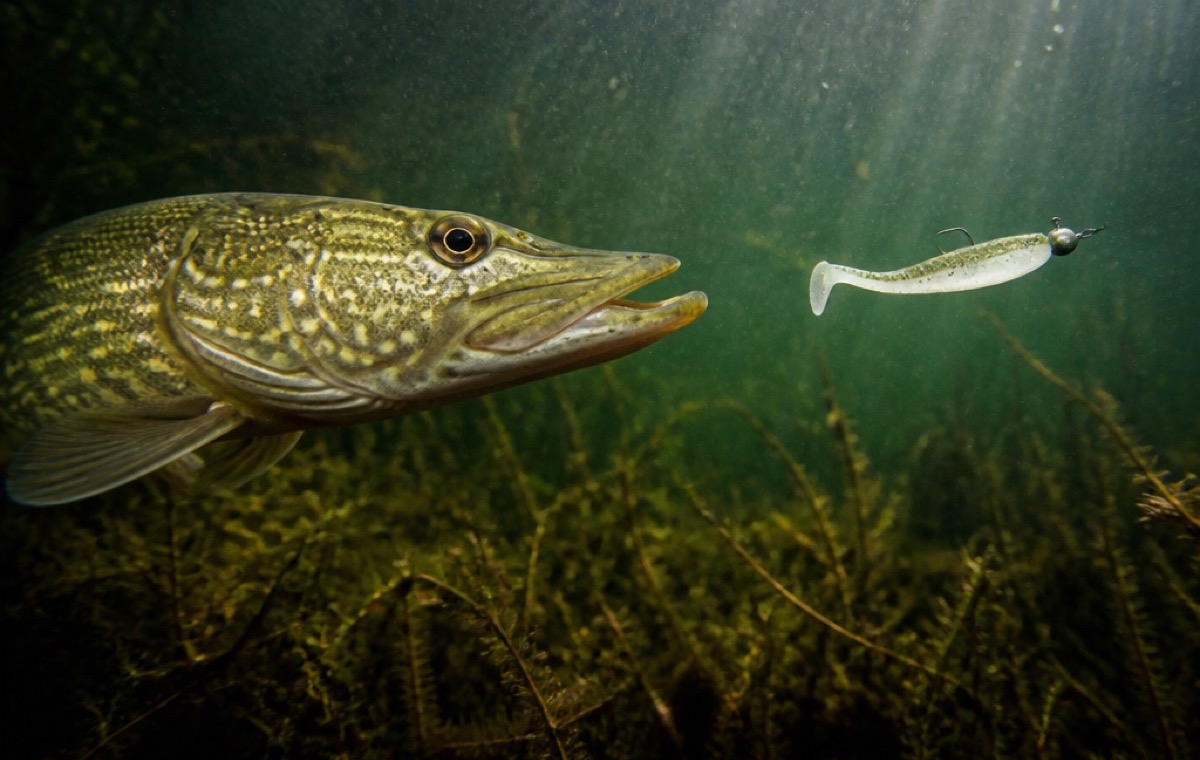 Uferzeit zeigt den Beissmoment eines Fisches am Koeder