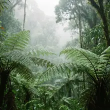 Forêt tropicale – image de couverture de l’app, générée par IA