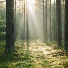 Forêt – image de couverture de l’app, générée par IA