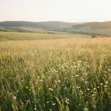Prairie d’été – image de couverture de l’app, générée par IA