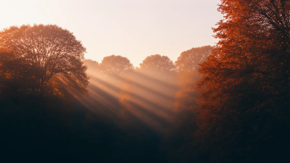 Lichtstrahlen fallen morgens durch einen Wald